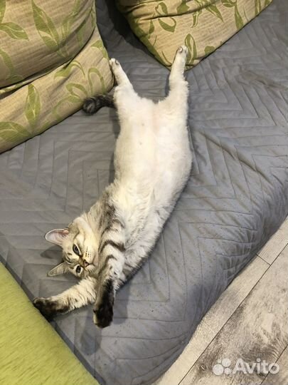 Кошки бесплатно