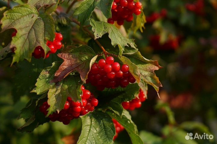 Саженцы калины красной