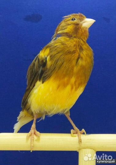 Кенары и канарейки