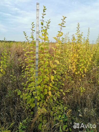 Чубушник (Жасмин)