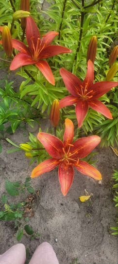 Участок 6 сот. (СНТ, ДНП)