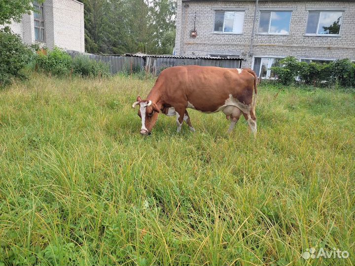 Корова молочная