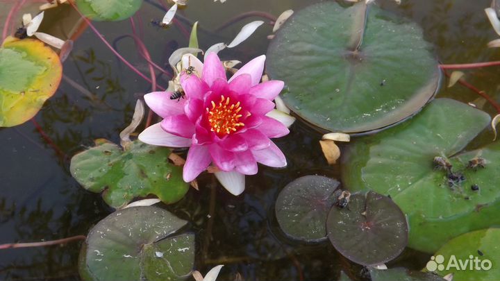 Нимфея водяная