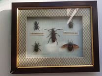 Коллекция насекомых 5 штук в раме