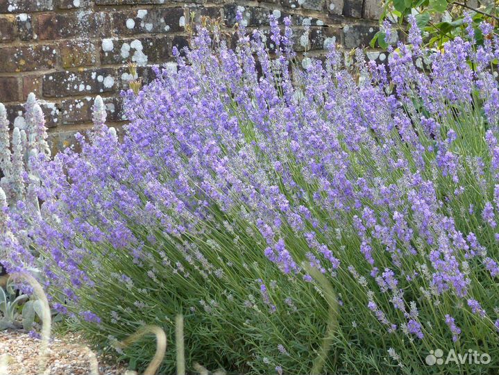 Лаванда 