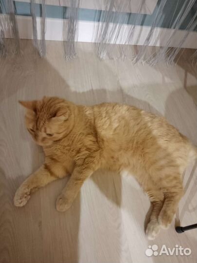 Кошка в дар бесплатно