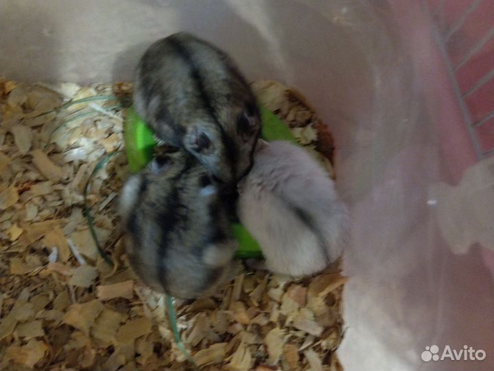 Девочки и мальчик по 100