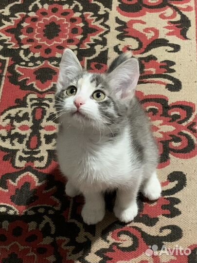 Отдам котенка