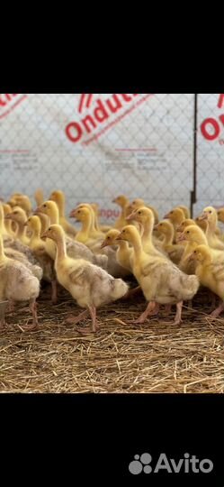 Гусята и утята