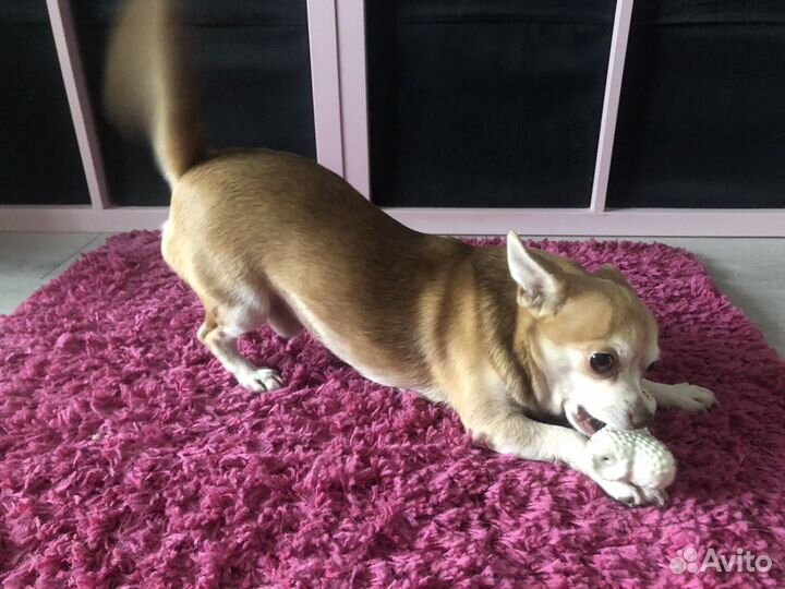 Вязка собаки