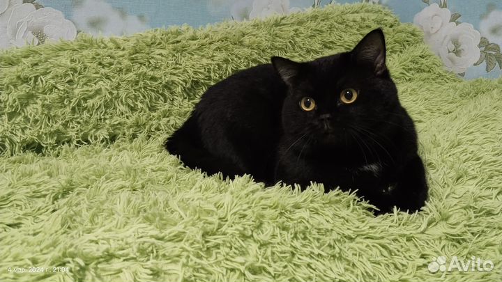 Котенок 2 месяца Британец Метис