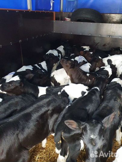 Бычки телята