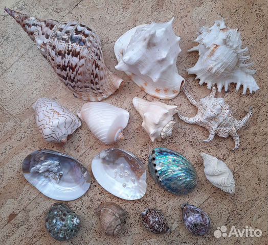 Ракушки Раковины морские крупные