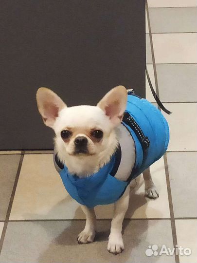 Вязка чихуахуа