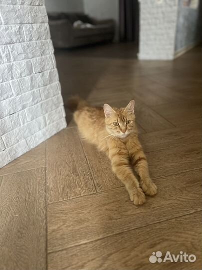 Котята майкун