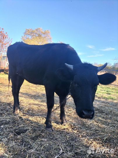 Нетель 4мес