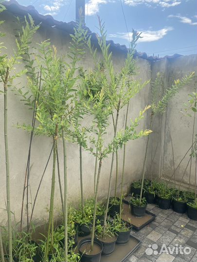 Ива хакуро нишики на штамбе