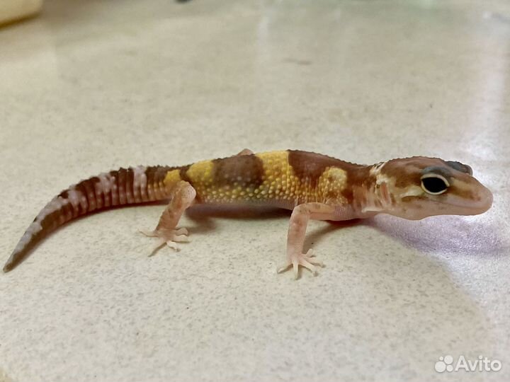 Геккон эублефар
