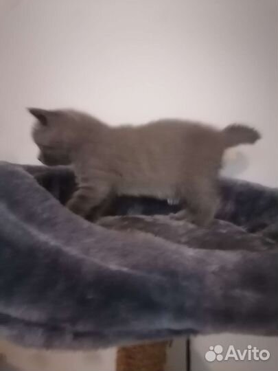 Британские котята