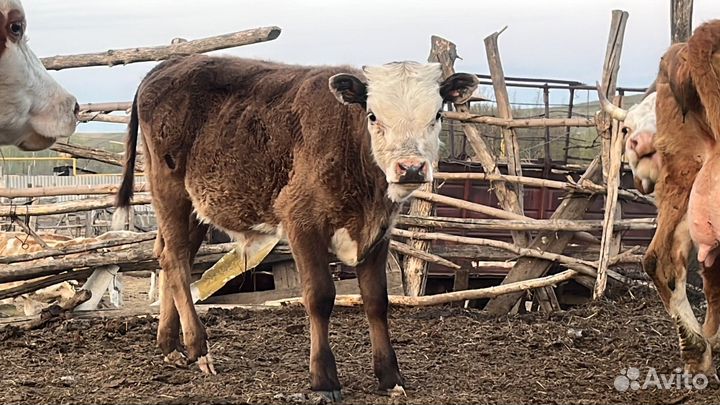 Телки и бычки