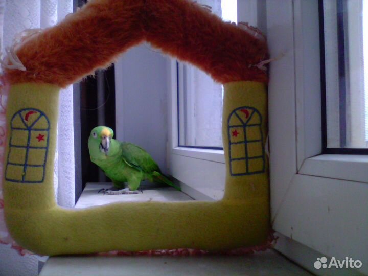 Попугай амазон