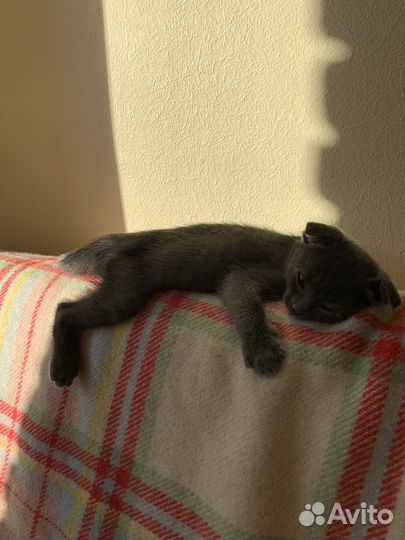 Котенок девочка вислоухая