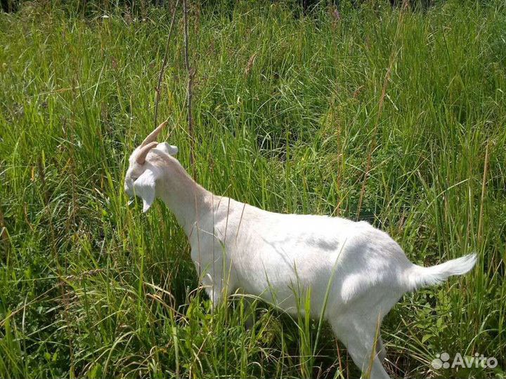 Продаются молодые козочки под покрытие