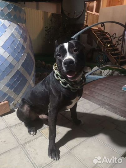 Питбультерьер