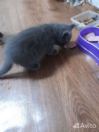 Котята,в добрые руки