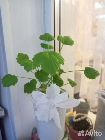 Пеларгония герань королевская