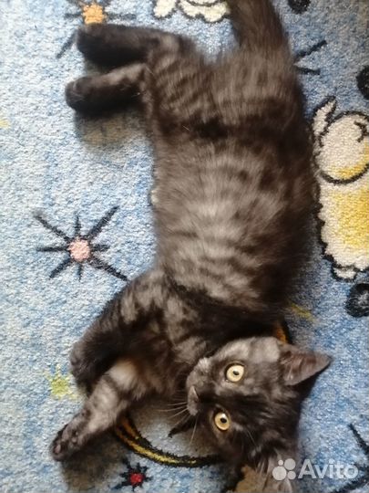 Котенок британец
