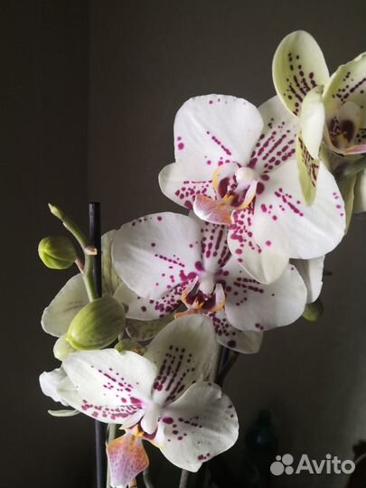 Продам фаленопсисы