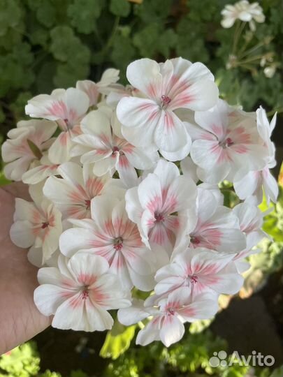 Пеларгония герань сортовая