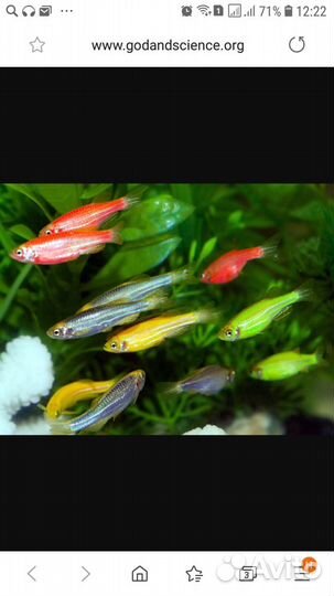 Анцитрусы данио золотые вуалевые кометы и растения