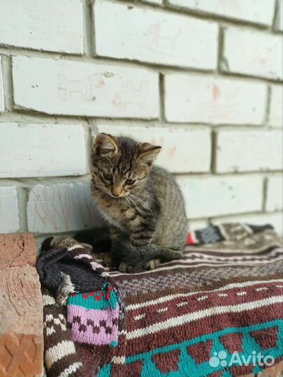 Котик и кошечка