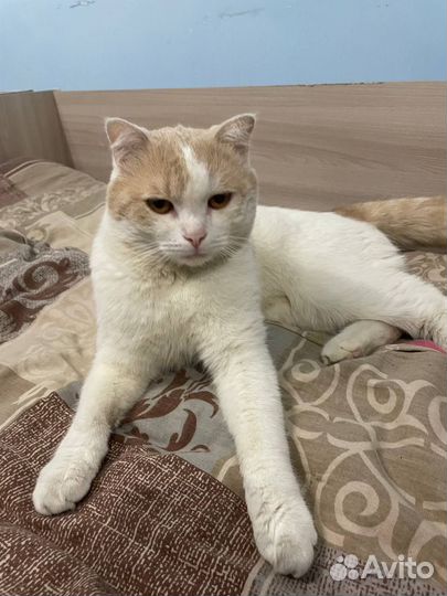 Кот в добрые руки