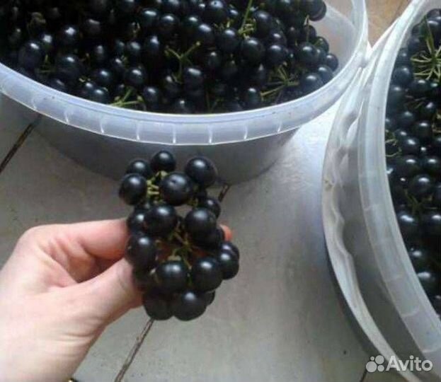 Редкие семена для посадки