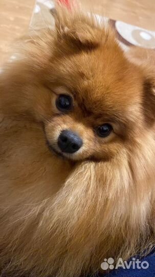 Ищем подружку для вязки