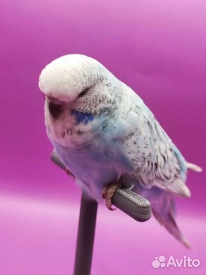 Птенцы ручного говорящего попугайя ввп Чех