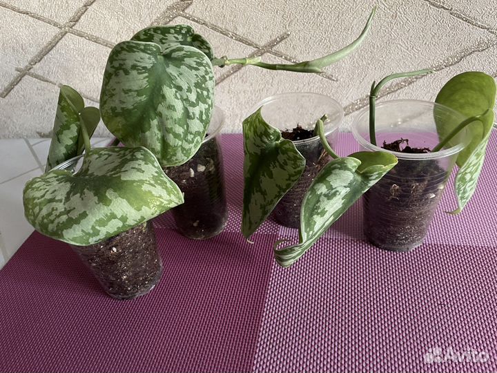 Комнатные растения,комнатные цветы