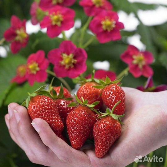 Земляника(клубника) Toscana rose Ремонтантная