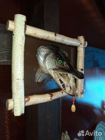 Чучело головы щуки