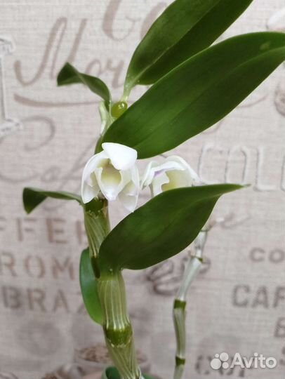 Орхидея дендробиум