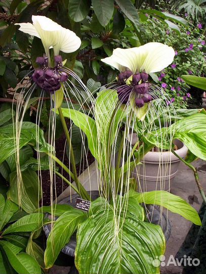 Такка Шантрье/Tacca chantrieri