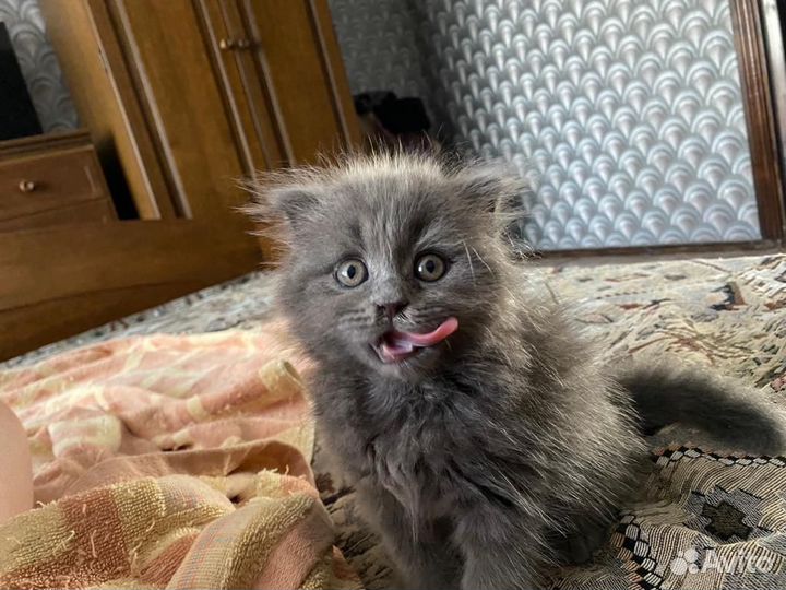 Котенок в добрые руки