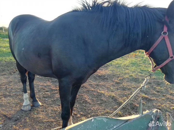 Мерин вороной обучен вынослив жеребец 3,6 г