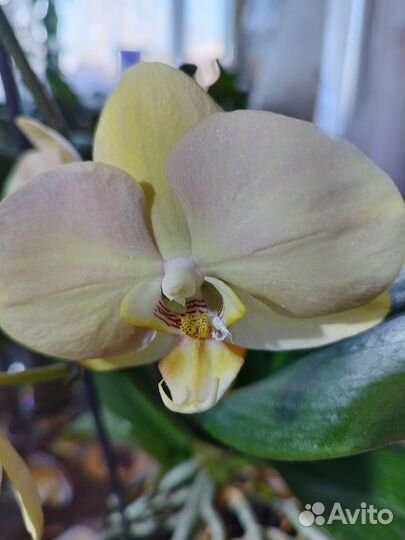 Орхидея фаленопсис