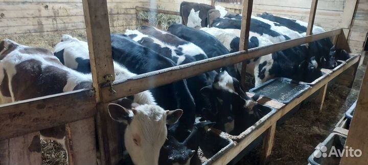 Быки бычки телята