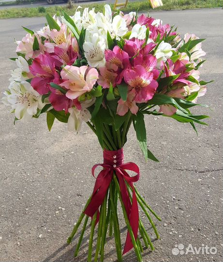 Альстромерия цветы живые букет доставка