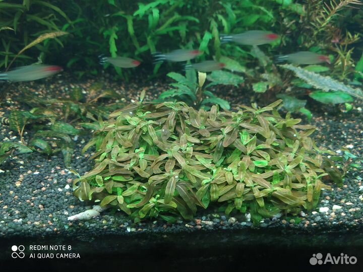 Аквариумные растения